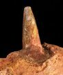 Spinosaurus Tooth With Jaw Section #61490-1